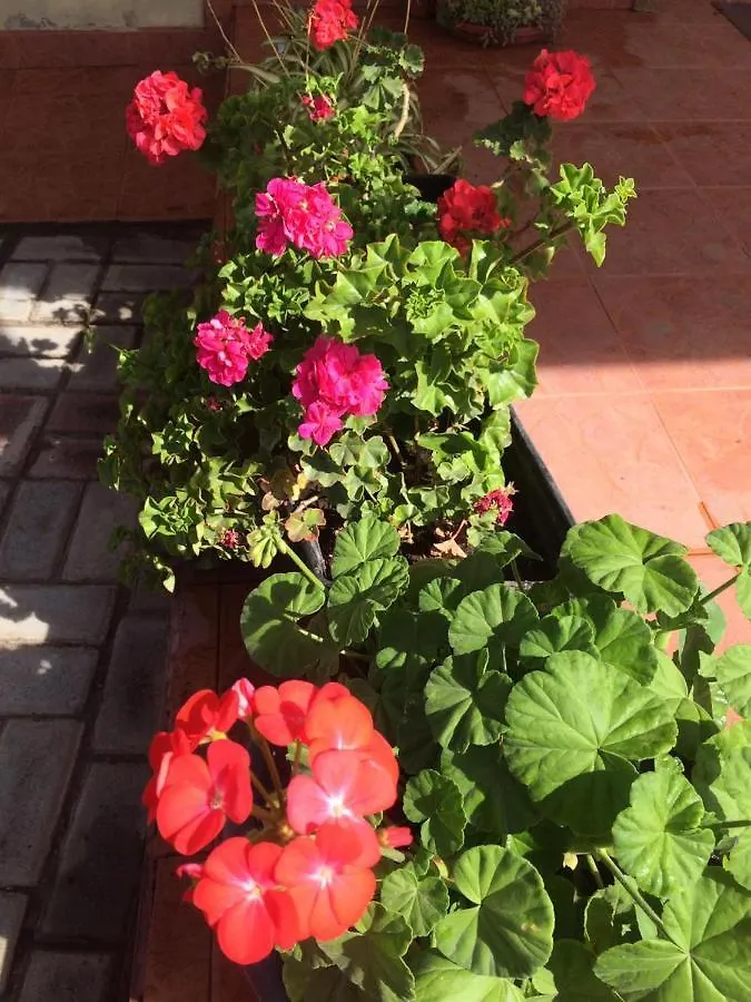 Las Hortensia'S Casa De Huespedes Tababela 0*,